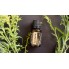 Эфирное масло Куркумы Turmeric doTerra 15ml